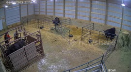 Should Have Staked Down The Cow Pen