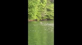 Eagle Swims to Shore With Massive Catch