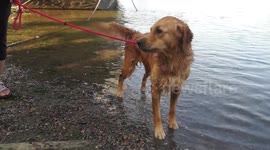 Happy, a 4 yr old golden retriever, goes for a swim in the River Thames at Chiswick Mall. 27th May 2023. London, UK.