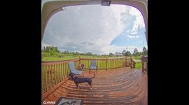 Dog Rings Doorbell, Then Gets Confused When Doorbell Rings