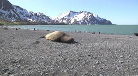Exhausted, battle-scarred – huge male Elephant Seal sleeps on beach, snoring through one snotty nostril.