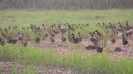 The lazy duck, hides behind a clump of grass while all his buddies, head off to work in early morning on a rice paddy.