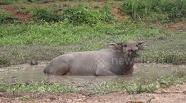 A young water buffalo cools down in a small pond in North East Thailand.