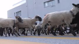 Shepherds walk hundreds of sheep along centuries-old path across Swiss Alps