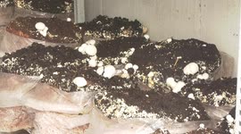 Palestinian man, Ahmed Al-Hajeen 28, checks the white mushrooms at a smal incubator, in Gaza city
