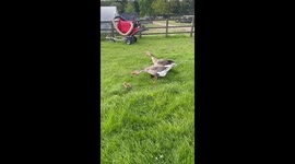 Goose Parents Protective of Adopted Baby