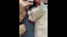 Poking a Sleeping Kitty's Little Tongue