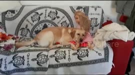 My Sweet Daisy and Her New Besty