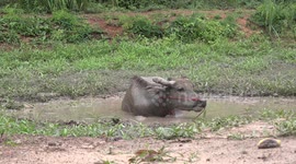 A young water buffalo relaxing and cooling down in a small muddy pond, is visited by a bird.