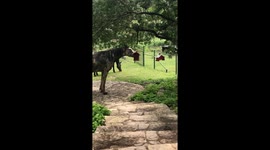 Our Bird Feeder isn't Quite Horse-Proof