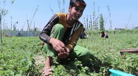Strawberry Harvesting In Kashmir