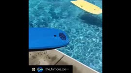 Introducing Abby the dog rescued from abuse that learned how to bodyboard to gain her confidence back