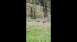 Grizzly Bear Charges at Car