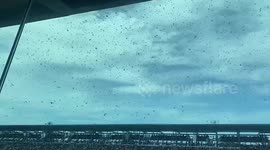 Swarm of bees distract crowd watching Indy 500