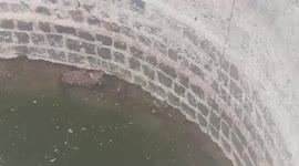 Leopard rescued after falling into well whilst chasing prey in western India