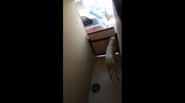 Dogo Argentino manages to open the door and go out