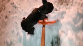 Helpful French Bulldog helps owner shovel snow