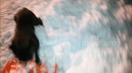 Helpful French Bulldog helps owner shovel snow