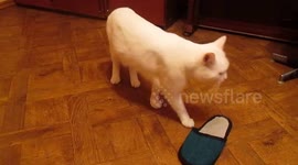 Two cats embroiled in turf war over slipper