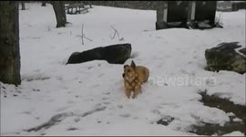 True Canadian Rescue Dog Loves Snow