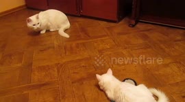 Two cats embroiled in turf war over slipper