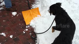 Lyla hates Shovels
