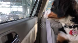 Lyla Growling at a rock