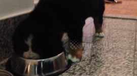 Lyla eating puppy food