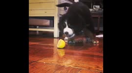 Lyla vs. Lemon