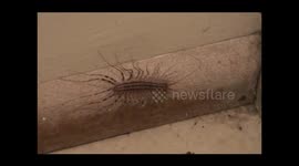 House Centipede (Scutigera coleoptrata)