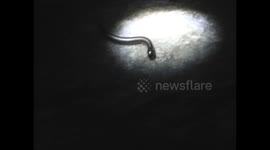 Millipede
