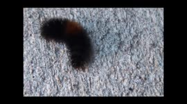 Woolly Bear Caterpillar