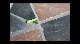 Larva of the Diamondback Moth