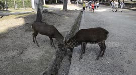 Fallows deer wrestle