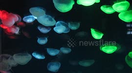 Colourful jellyfish gracefully float around aquarium