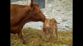 Bath Time on the Farm