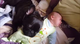 Dog acts as snoring blanket for baby