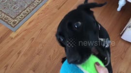 Dog can't pick up ball