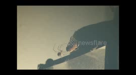 Spider vs. Beetle