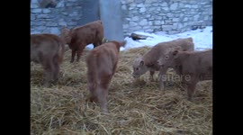 Baby Calf Nursery