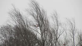 Storm Henry - plane battling with winds at Leeds Bradford Airport