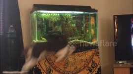 Cat makes hilarious attempt to catch fish in aquarium