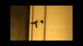 Spider vs. Moth