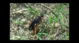 Sirex Woodwasp Queen (Sirex noctilio)
