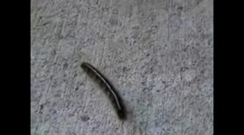 Escape of the Caterpillar