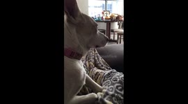 Puppy loves watching The X Files