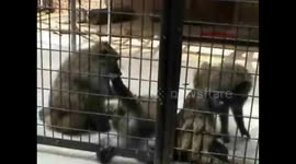 Catoctin Wildlife Preserve and Zoo