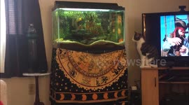Cat makes hilarious attempt to catch fish in aquarium