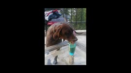 Thirsty dog drinks out of person's frappe