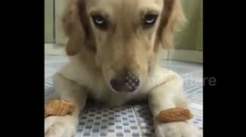 Drooling dog is DESPERATE for its owner to say it can start eating